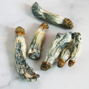 PENIS ENVY MUSHROOM | PENIS ENVY MUSHROOM FOR SALE