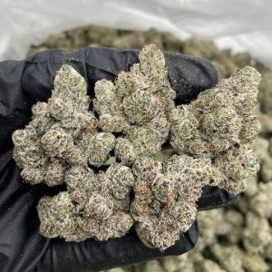 Lemon Cherry Delight Indoors | Lemon Cherry Gelato Weed