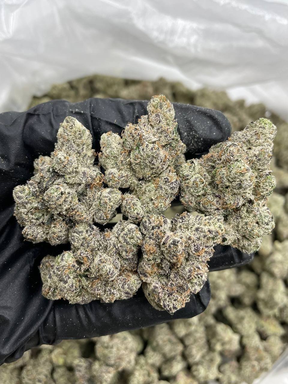 Lemon Cherry Delight Indoors | Lemon Cherry Gelato Weed