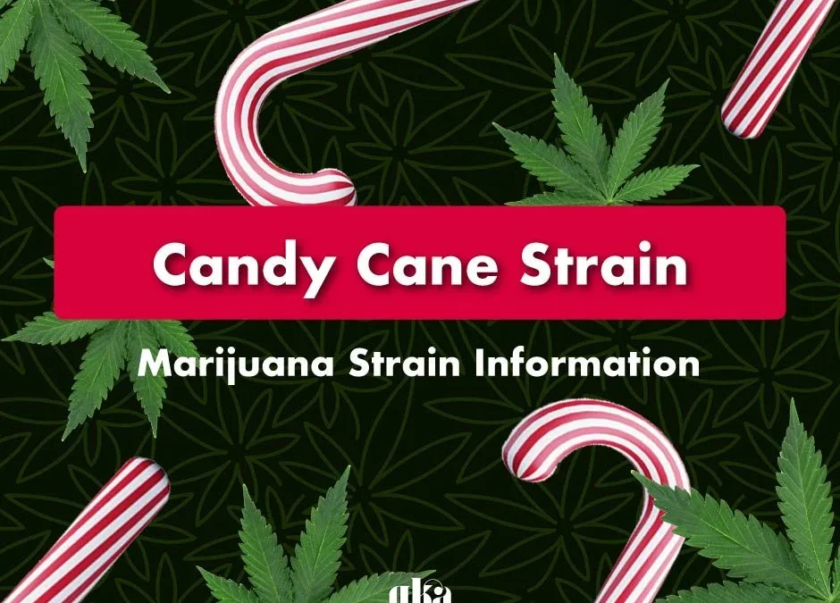Candy Cane Strain Review | Candy Cane Weed Strain