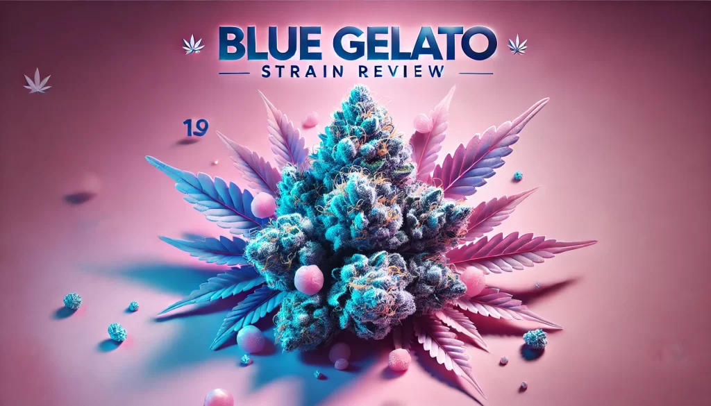 Blue Gelato Strain Review: A Delectable, High-Potency Hybrid That Demands Your Attention