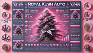 Royal Kush Auto Strain Review | Royal Kush Auto Weed Strain