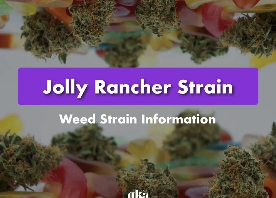 Jolly Rancher Strain Review: Comprehensive Weed Strain Information
