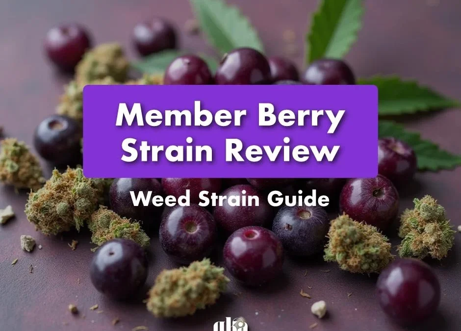 Member Berry Strain Review: Comprehensive Weed Strain Guide
