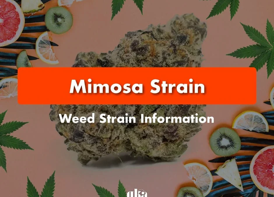 Mimosa Strain Review | Mimosa Weed Strain