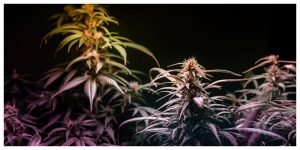 HHC vs THC | Cannabis For Sale Near Me | 420 Near Me