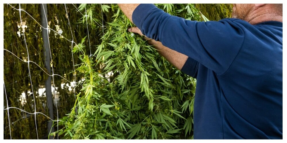 Harvesting Cannabis: The Comprehensive Cultivation Guide By Yummy Buds Dispensary