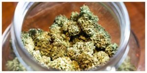 How Long Does Weed Stay Fresh | Weed For Sale Near Me