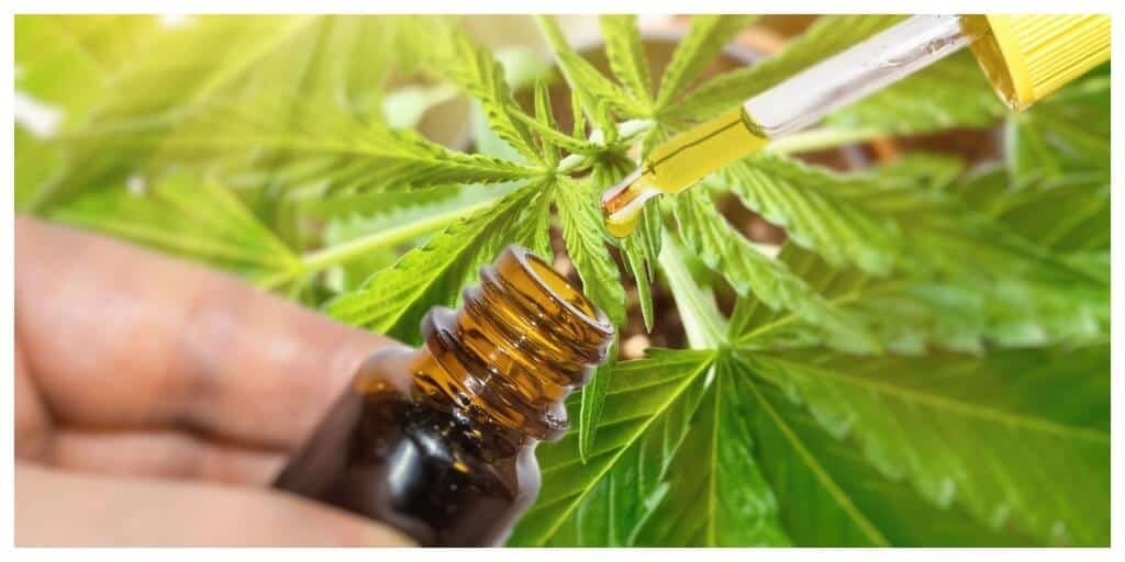 Does CBD Oil Go Bad? How to Tell if It’s Past Its Prime