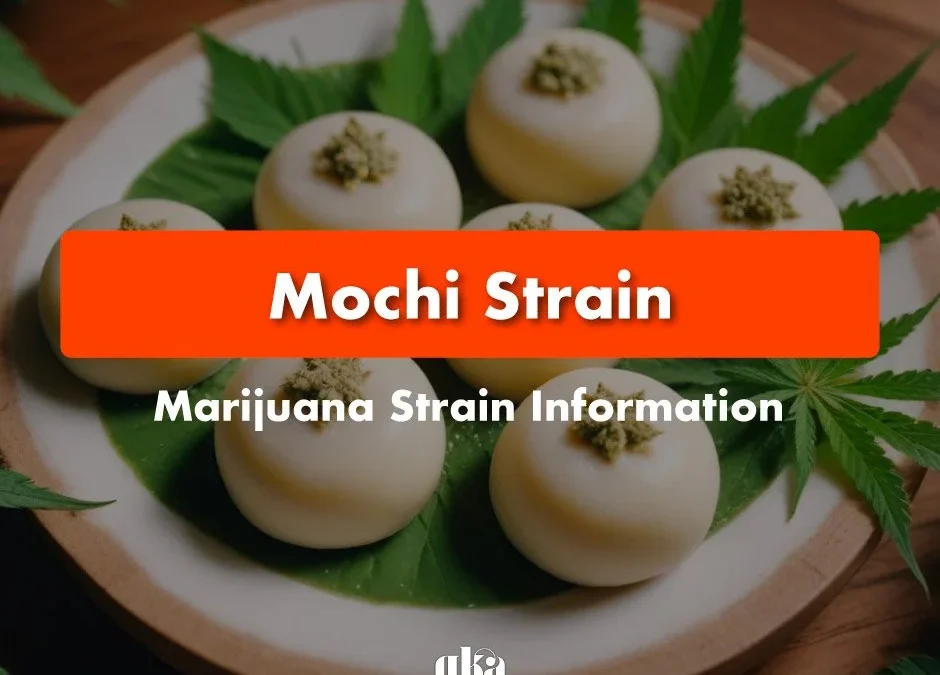 Mochi Strain Review: Comprehensive Marijuana Strain Information & Cultivation Guide
