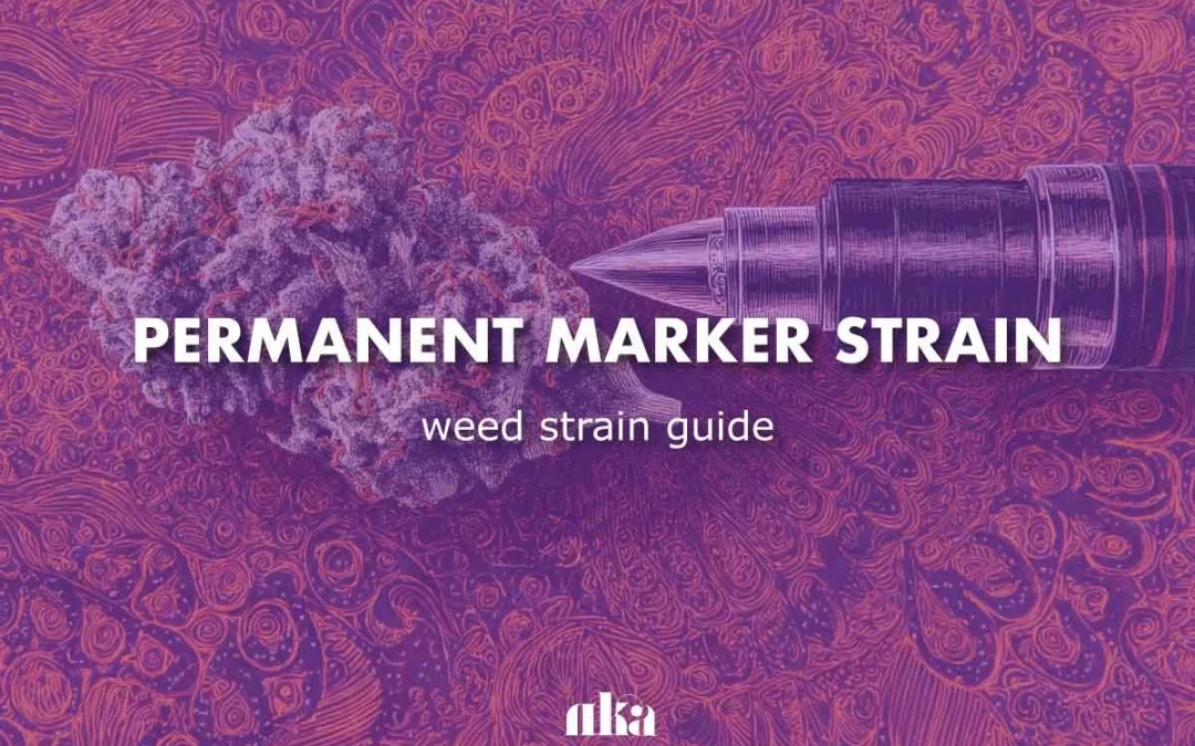 Permanent Marker Strain Review: Your Complete Weed Strain Guide from Yummy Buds Dispensary