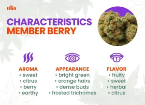 Member Berry Strain Review | Member Berry Weed Strain