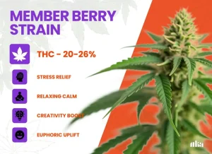 Member Berry Strain Review | Member Berry Weed Strain