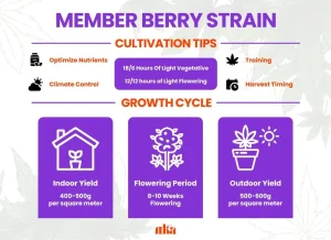 Member Berry Strain Review | Member Berry Weed Strain