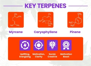 Mimosa Strain Review: Comprehensive Cannabis Strain Guide