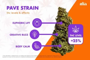 Pavé Strain Review: (aka Pave) Complete Weed Strain Guide