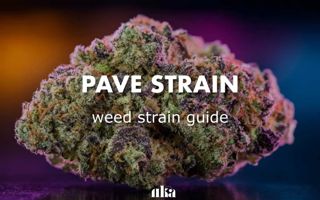 Pavé Strain Review: (aka Pave) Complete Weed Strain Guide