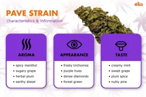 Pavé Strain Review: (aka Pave) Complete Weed Strain Guide